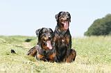 BEAUCERON 452